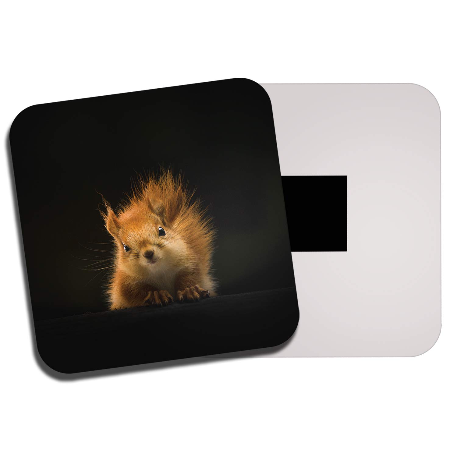 Cute Red Squirrel Fridge Magnet - Forest Animal Wild Nature Wildlife #13158