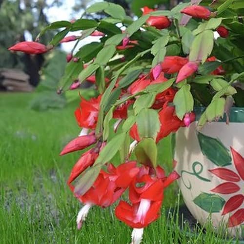 Miniatura 6 de Zygocactus Cactus - Planta viva en maceta de 6 pulgadas, planta de cactus blanco, suculenta para interiores y exteriores