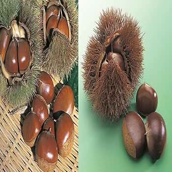 Amazon.co.jp: 栗苗木 銀寄と利平 受粉樹セット 1年生接木苗 : DIY