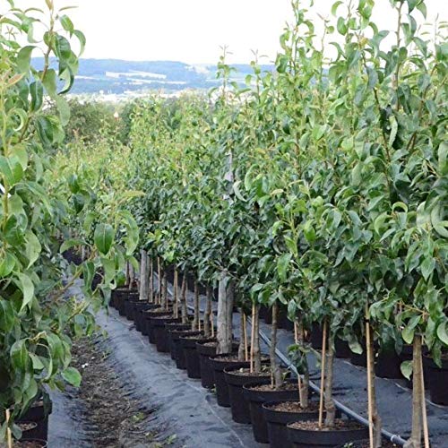 Birne Nordhäuser Winterforelle Winterbirne Buschbaum ca. 110-140 cm 10 Liter Topfballen, Unterlage Quitte A