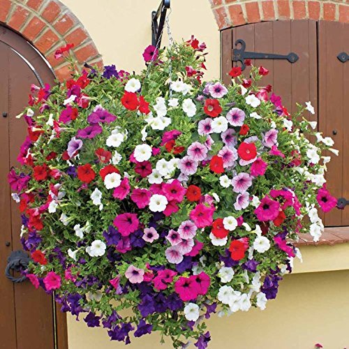 OhhSome Petunia Hanging Mix Flower Seeds - Eco" (B07Z4JWHKM) Amazon Price History, Amazon Price Tracker
