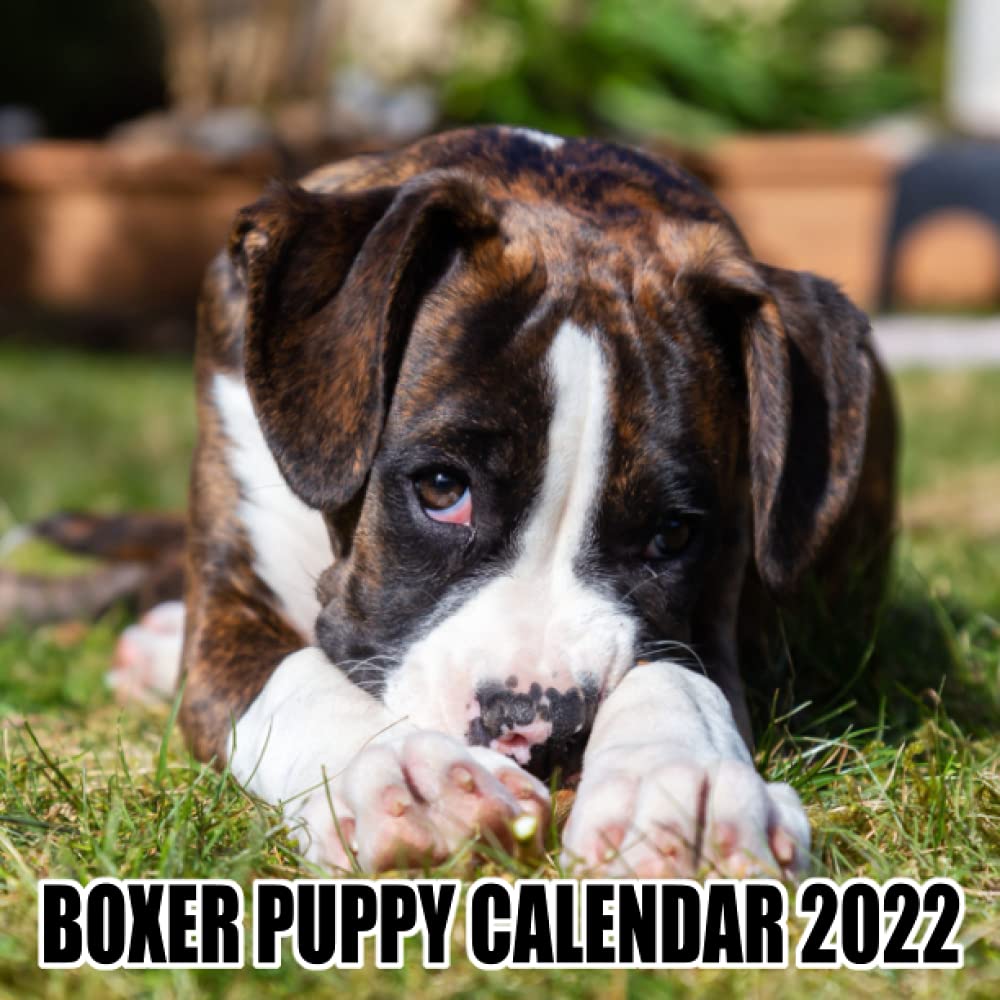 Boxer Puppy Calendar 2022 funny calendar gift ideas 2022 for man women