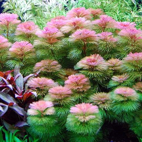 Red Cabomba (Cabomba Furcata) Aquarium Plant 5 Stem (B0CRJ1NZV2) Amazon Price History, Amazon Price Tracker