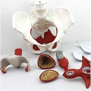 Study Model Educational Model Anatomy Human Female Pelvis Model with Pelvic, Female Pelvic Floor Muscle Model with Floor Muscle Uterus Removable Organs for Medical School Teaching Aids Doctor's Clini