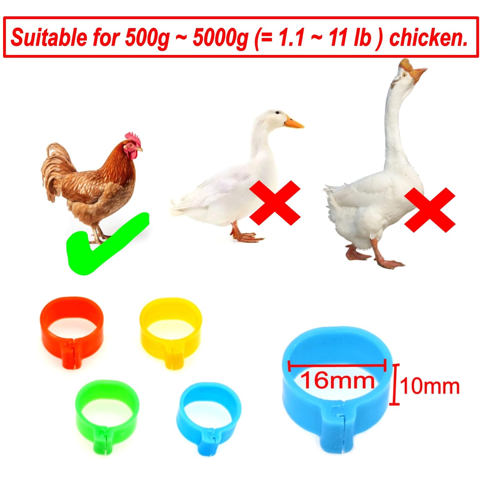 16Mm Chicken Identification Band 50PCS 16Mm 5Color Plastic