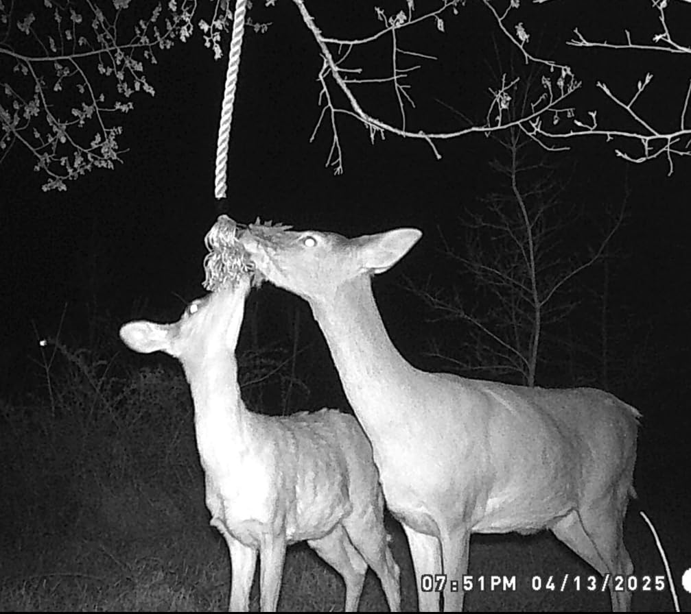 BuckStik Buck Rope Rope Mock Scrape | Kit Rigid Deer Rope with Artificial Leaves & Pure Preorbital Gland | Deer Hunting Attractant | Deer Hunting Gear | Bow Hunting | Mock Scrapes forWhitetail Deer