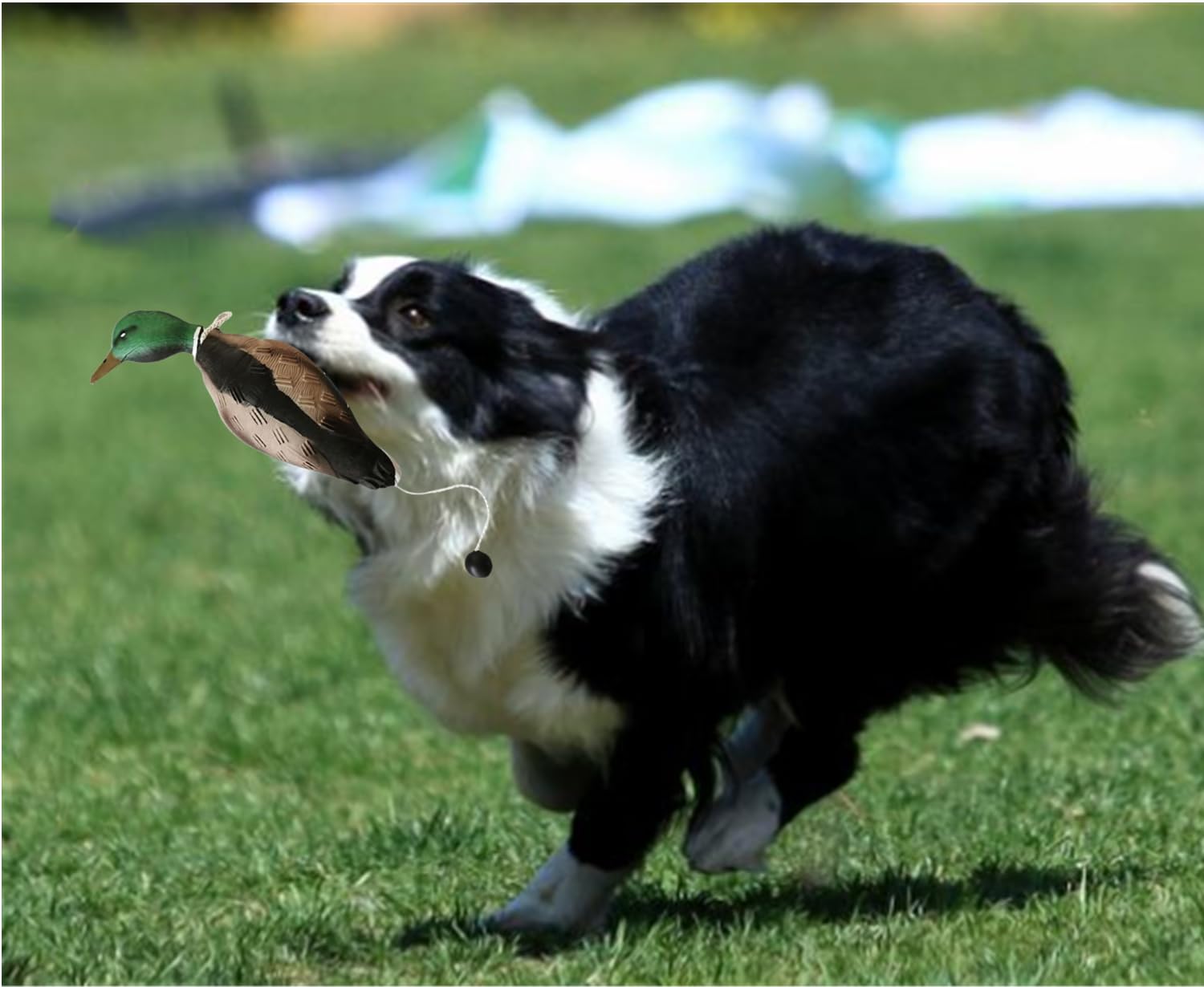 Hunde Dummy Ente Mit Wurfknebel - Wasserdichtes Apportiertraining