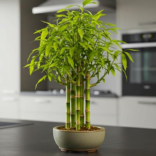 Semillas de bosque de bonsái de bambú japonés para plantar, 100 semillas