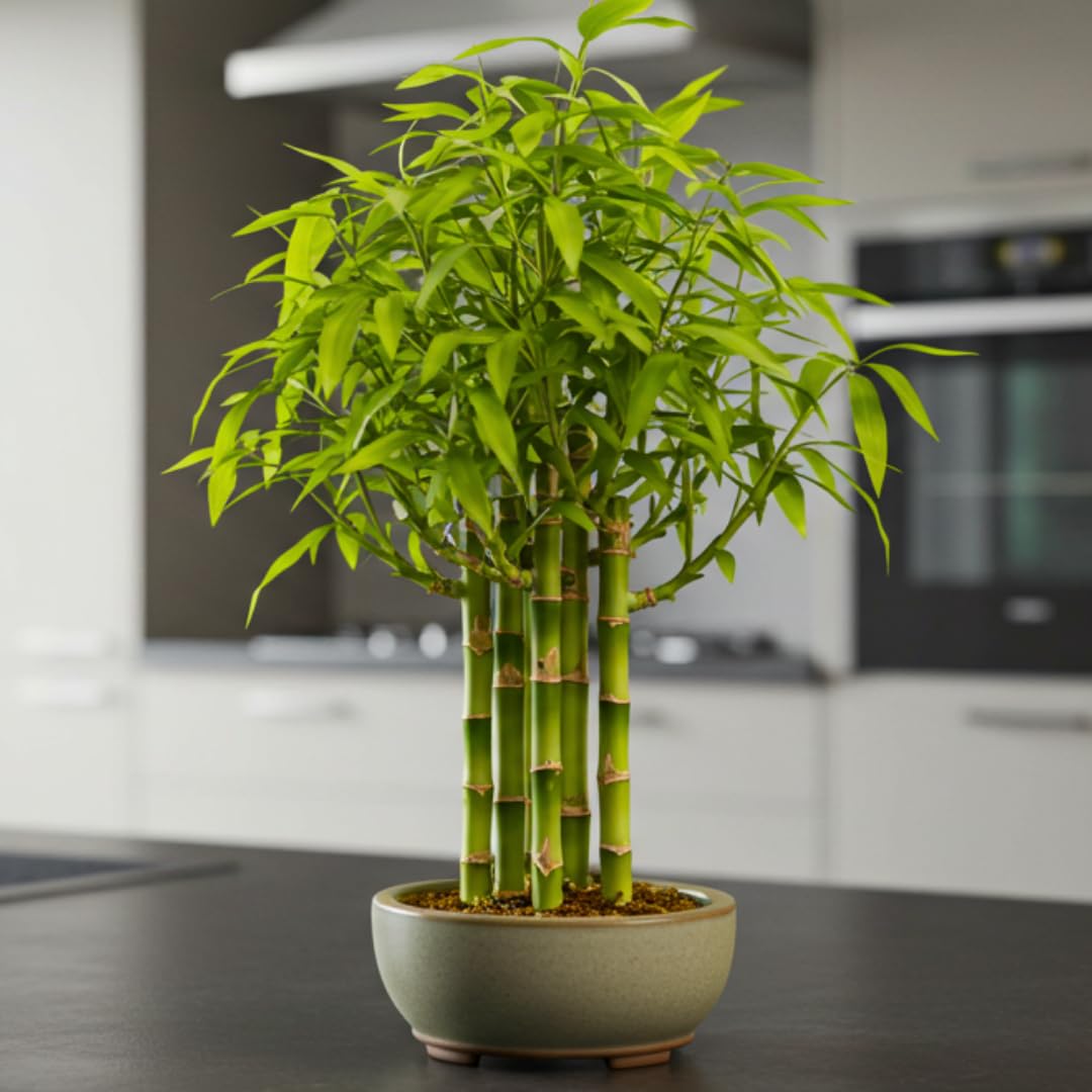 Amazon.com : Japanese Bamboo Bonsai Forest Seeds  100 Premium Seeds for  Indoor Outdoor Planting, Create Mini Zen Garden, Fast Growing Ornamental  Bamboo for Containers, Patio Dcor & DIY Bonsai Projects :