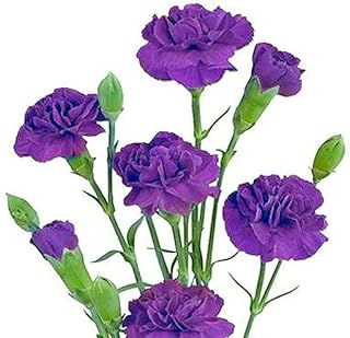 Bunches Direct Carnations Mini Purple Elegant Traditional Beautiful Flowers Bouquets Vibrant Color (1 Stem)