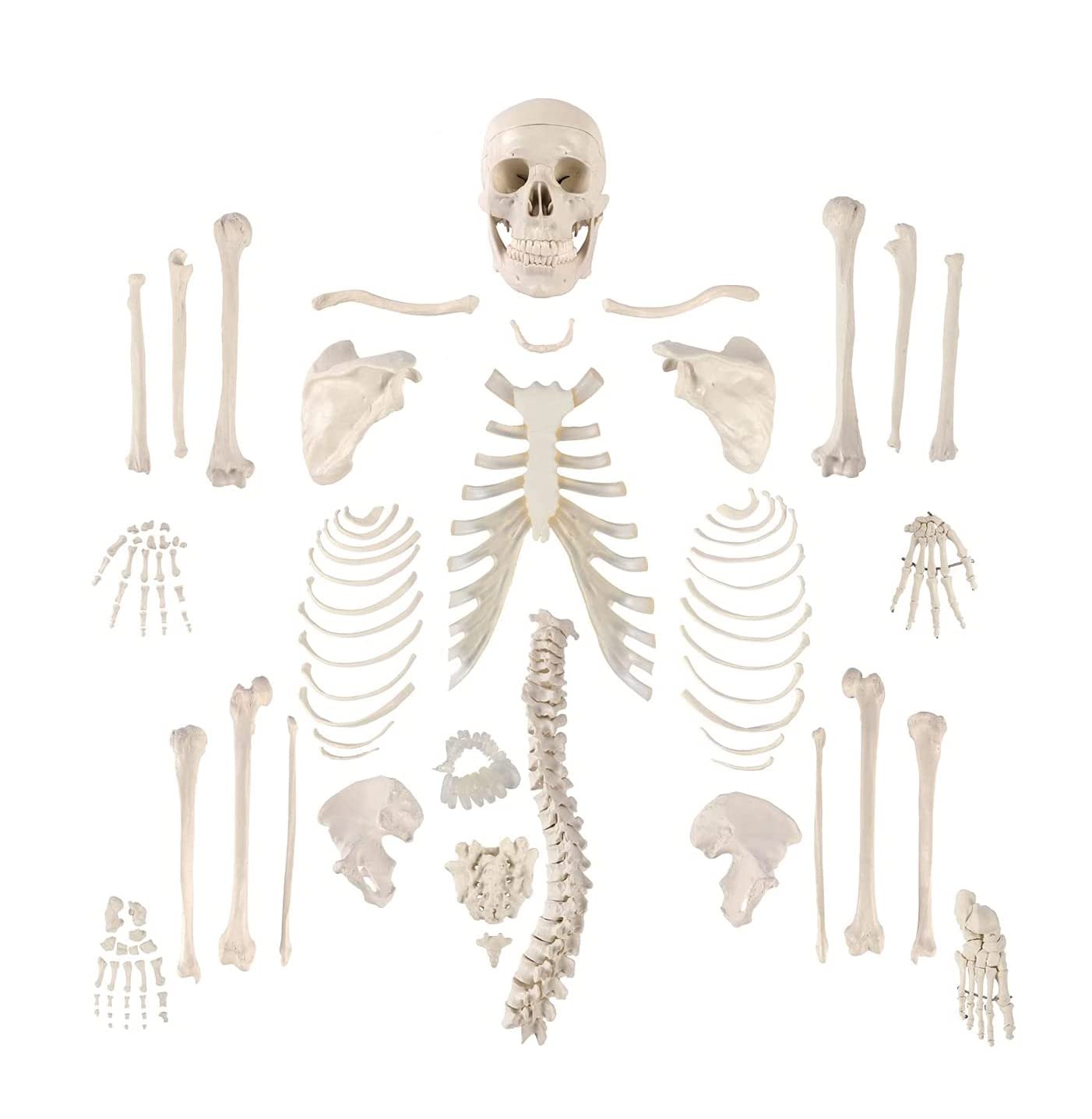 Amazon.co.jp: 等身大の関節分離された成人男性の骨格モデル、関節分離
