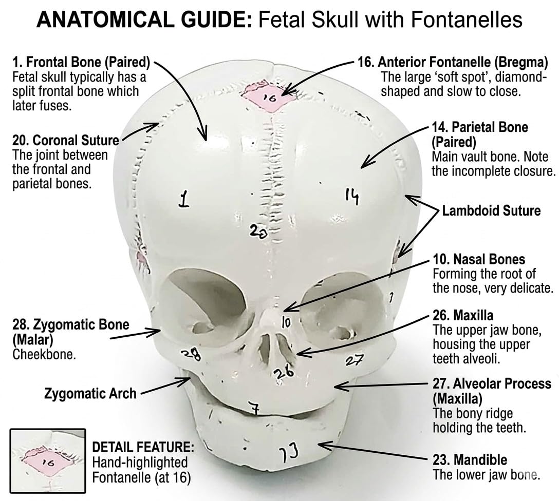 ISKO® | Human Fetal Skull Model | Detailed Anatomical Model | 1 Pc 2