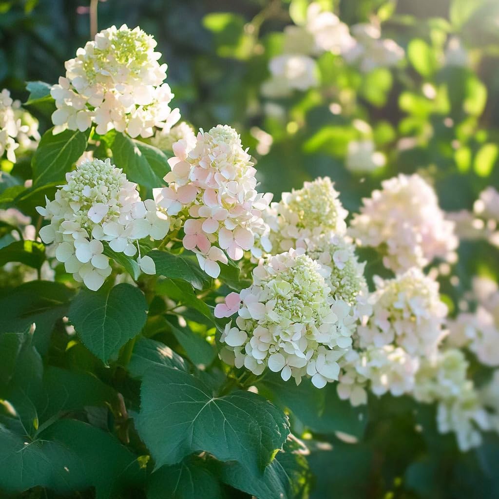 Plant in a Box - Hydrangea Paniculata 'Phantom' - Hortensia Plumada - set de 3 - Maceta 9cm - Altura 25-40cm