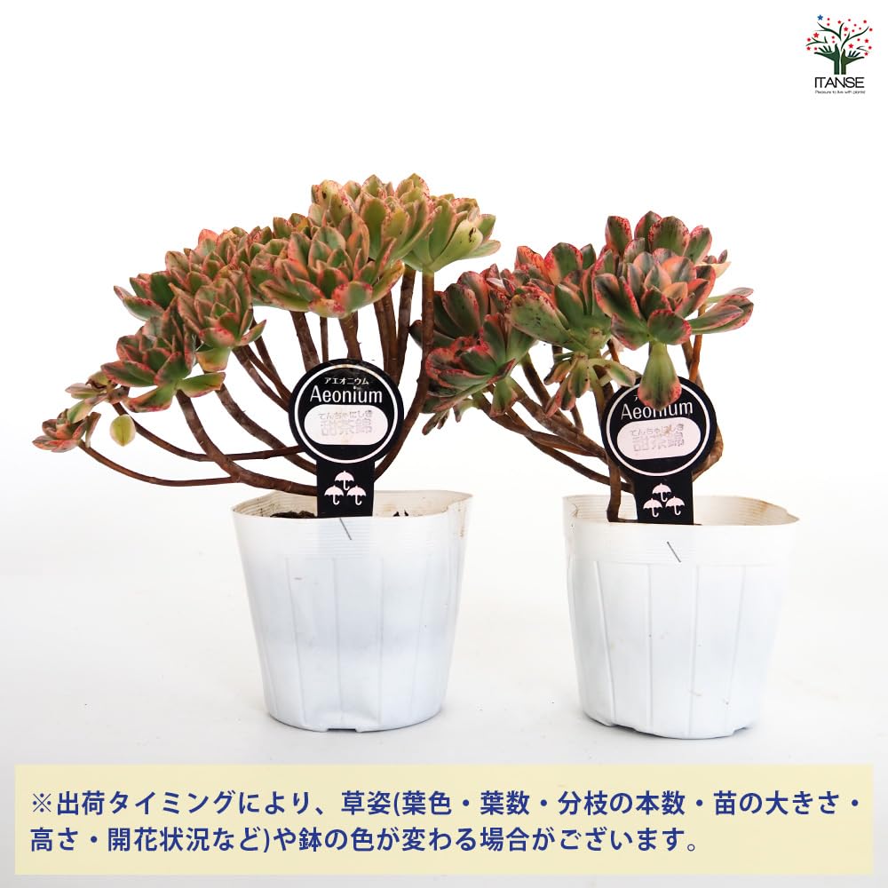 Amazon｜ITANSE 多肉植物 アエオニウム 甜茶錦 3.5号 3個セット