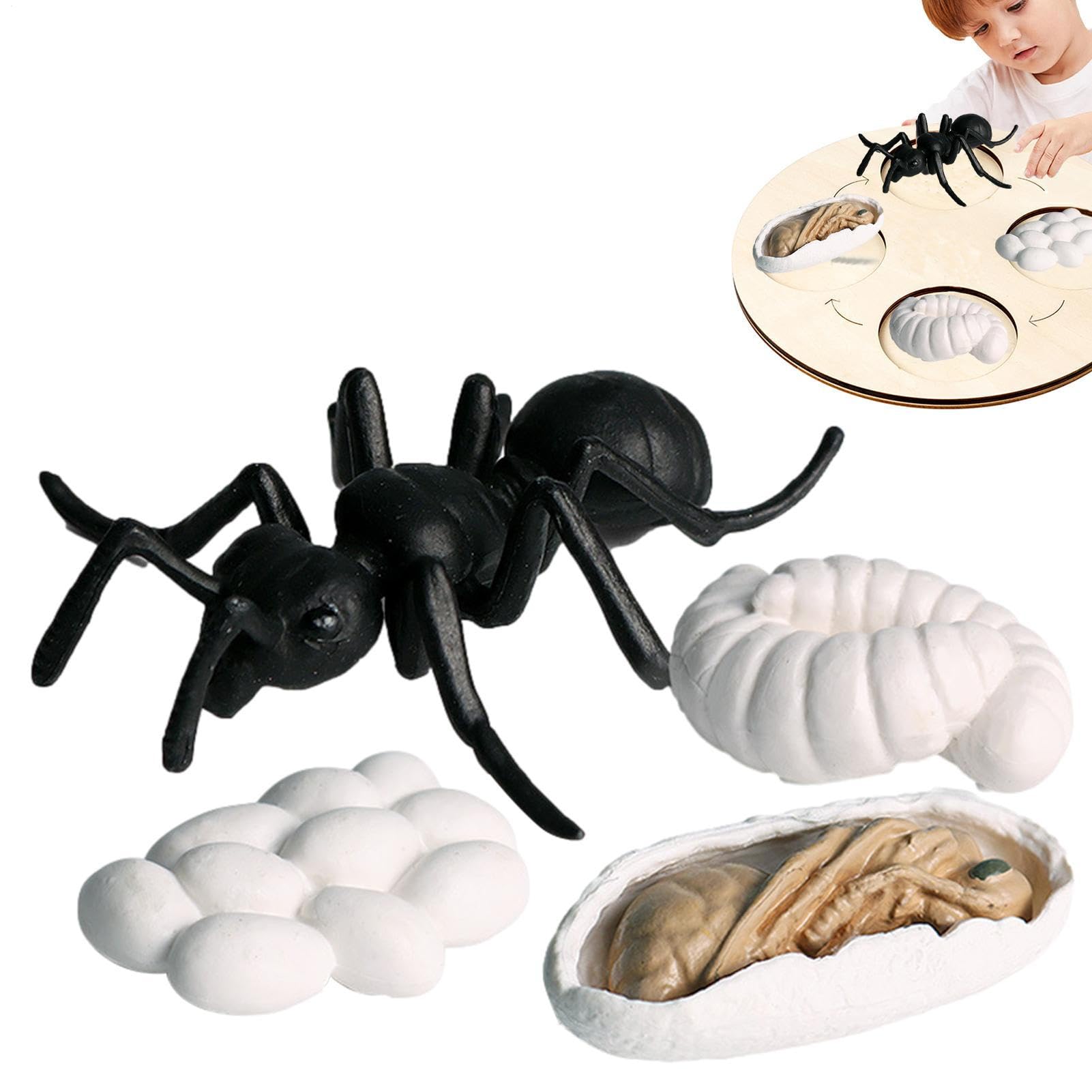 Quzente Animal Life Cycle Toys, Clear Life Cycle Figurines Kit, Early Educational Animals Toys - Creative And Fun, Improving Children's Cognitive Ability, Growth Cycle Models For Kids (ants)