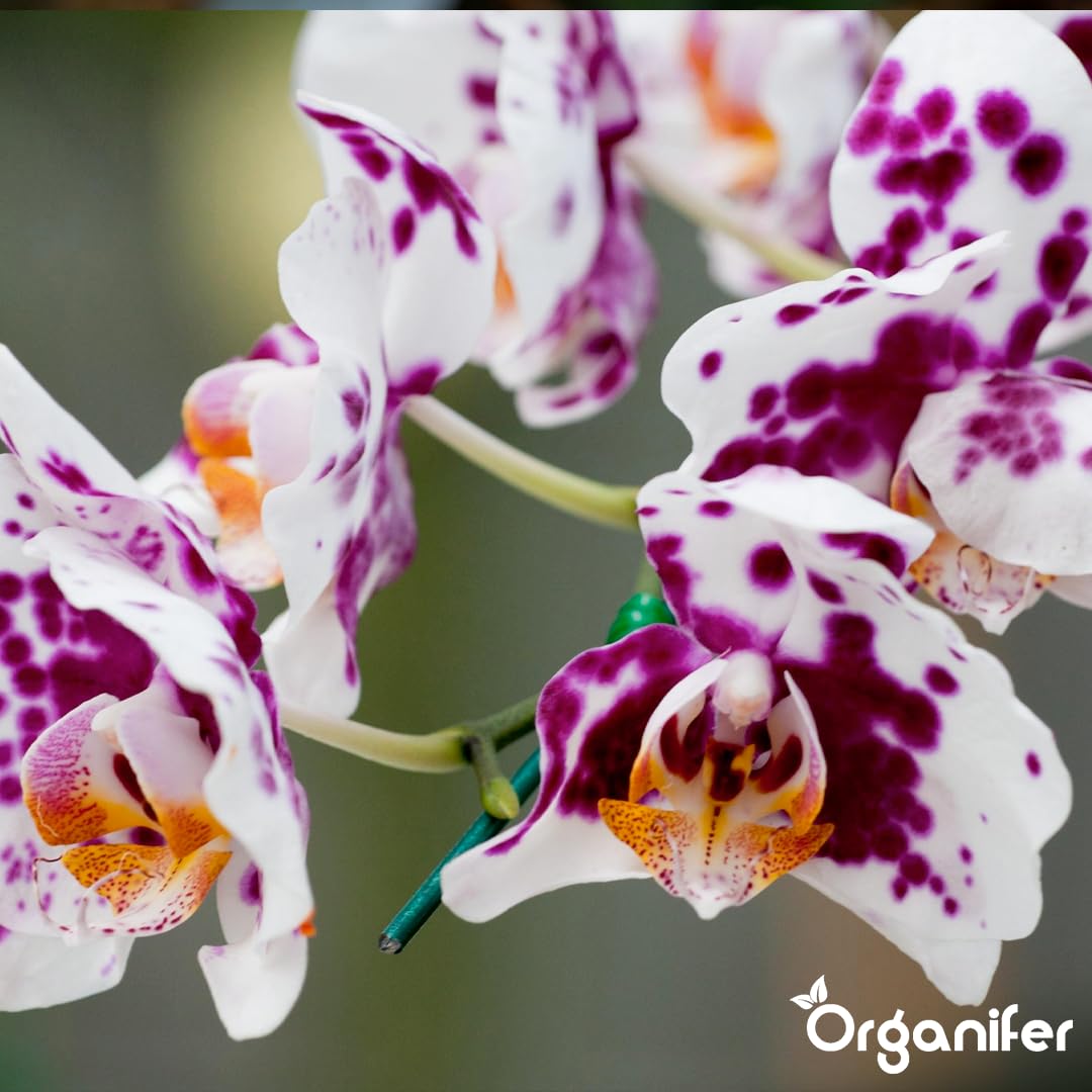 Phalaenopsis Nawóz Organiczny Do Kwiatów - 4x1L - NPK 3-4-3 | Zdrowe Liście - Silne Korzenie I Wysoka Plonność - Organifer