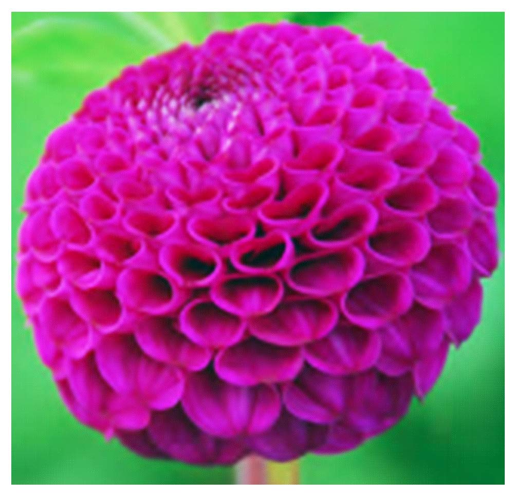 Rocco Dahlia