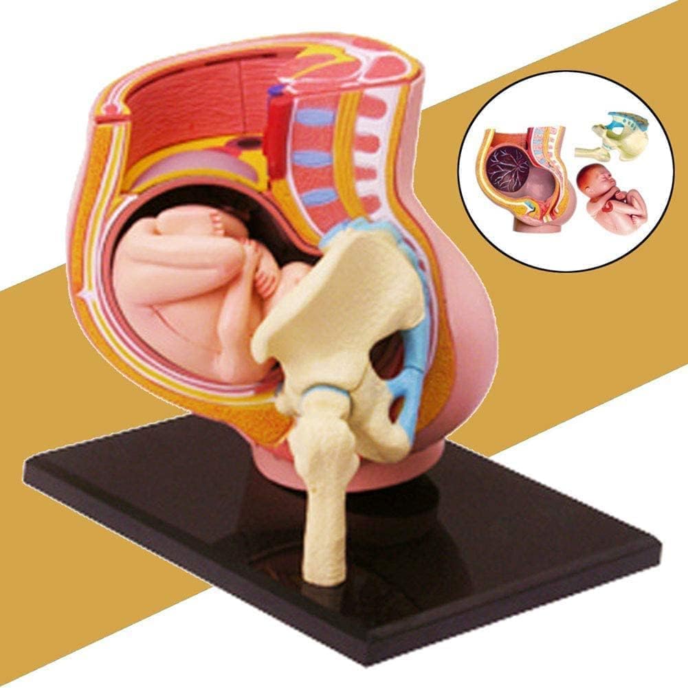 Model Anatomii Ciąży, Model Tułowia Ciąży, Żeńskie Płód Miednicy 27 Części, Model Ciąży Dla Medycznych Materiałów Dydaktycznych