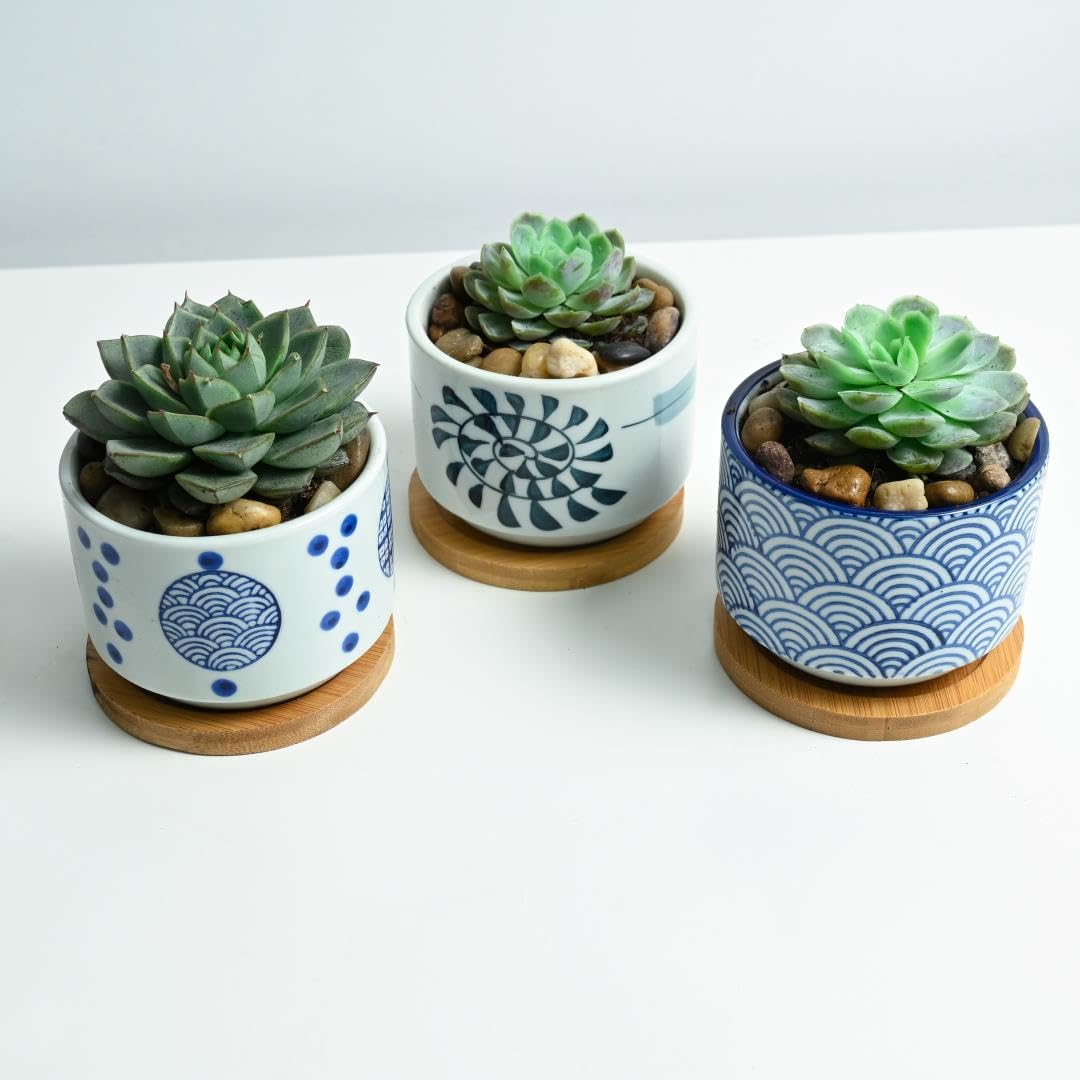 Succulents bundle (3 Pack), Live Succulent Plants, Grower's Choice Mini Houseplants in Nursery Plant Pots, Soil Mix, Valentine's Day, Bulk Baby/Bridal Shower Gift, 2-Inches Tall