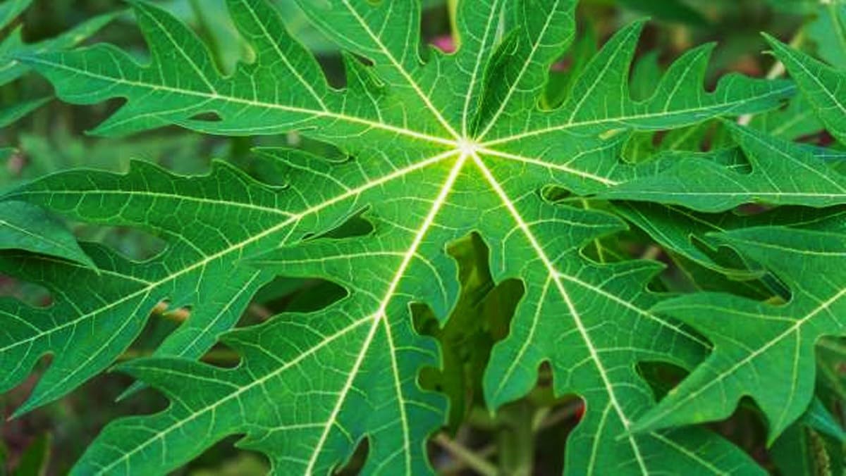 Generic Fresh Papaya Leaf 8oz, Pick and Ship Same Day.