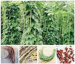 Generic Vendita cinese Lungo fagioli Vigna Unguiculata Bonsai nutrizione e delizioso Rare Viola Yard Lungo Bean Vegetable Garden Bonsai 20PCS: Mix: Only Seeds