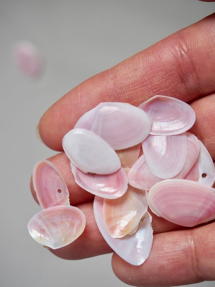 ほら貝 ピンクガイ サンゴセット Amazon.co.jp: 【貝殻の問屋さん】国産サクラガイ-片面- (貝殻