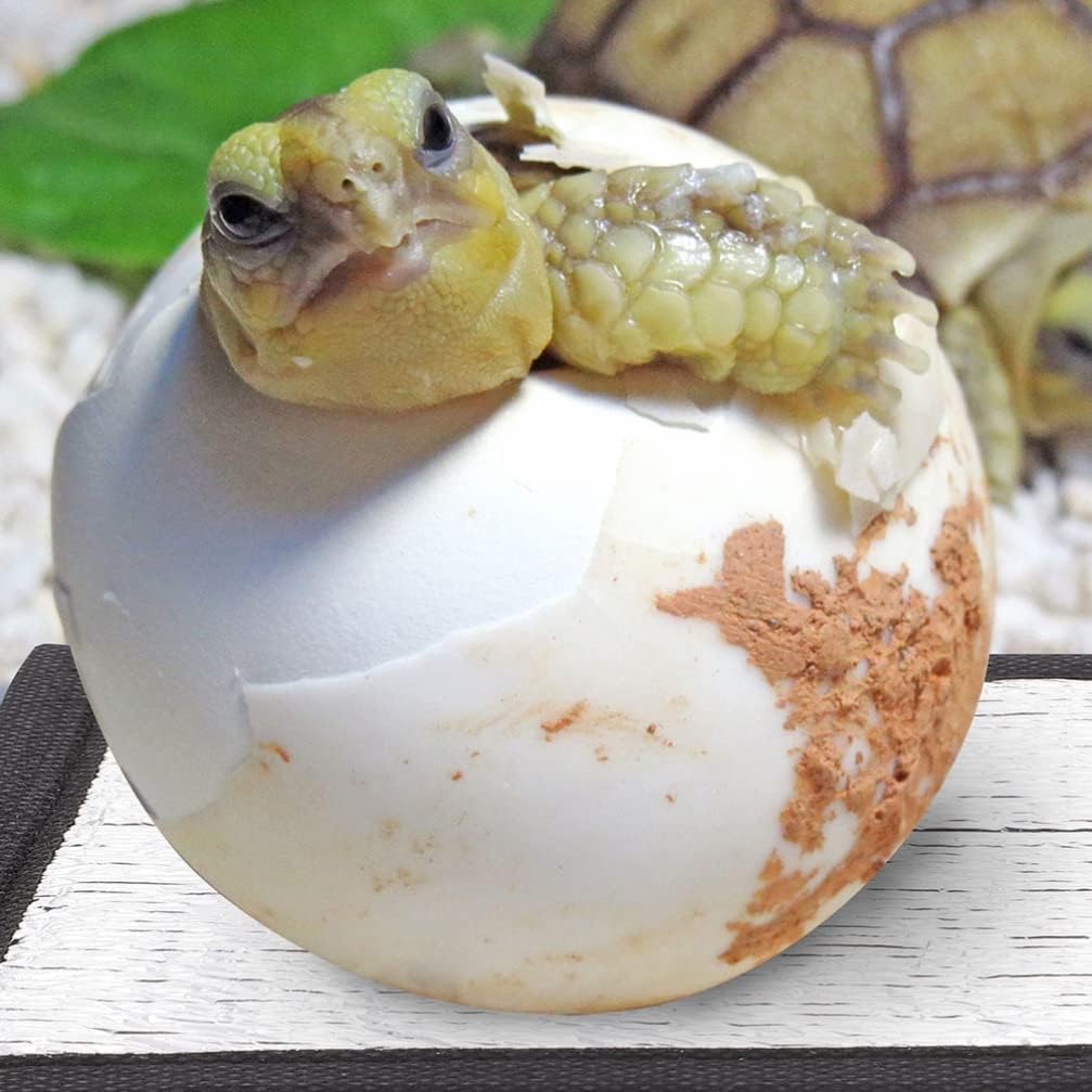 Reptile Heat Mat 4pcs Reptiles Heat Pads Reflective Films Hatching Mats Warm Egg Incubator Tray for Tortoise Snakes Lizard 16x16CM