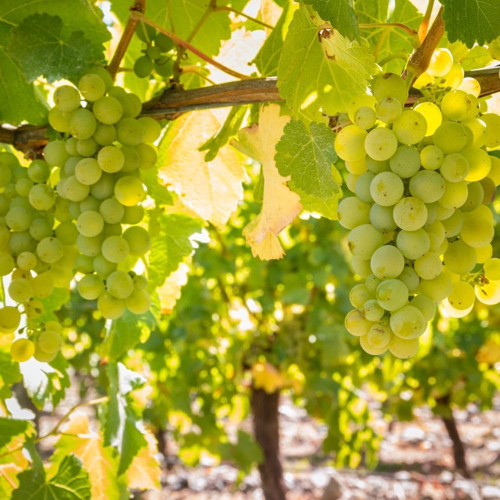 Grape Sauvignon White Wine Grape Vine, 10.5cm Pot - Self Fertile, Vigorous French Variety for Sweet White Wine & Attractive Garden Feature - Thompson & Morgan