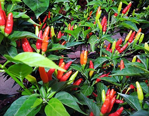 Miniatura 3 de Más de 30 semillas de pimiento picante Tabasco Heirloom de chile rojo sin OMG, picante, rico sabor, productivo, de Estados Unidos HARLEY SEEDS
