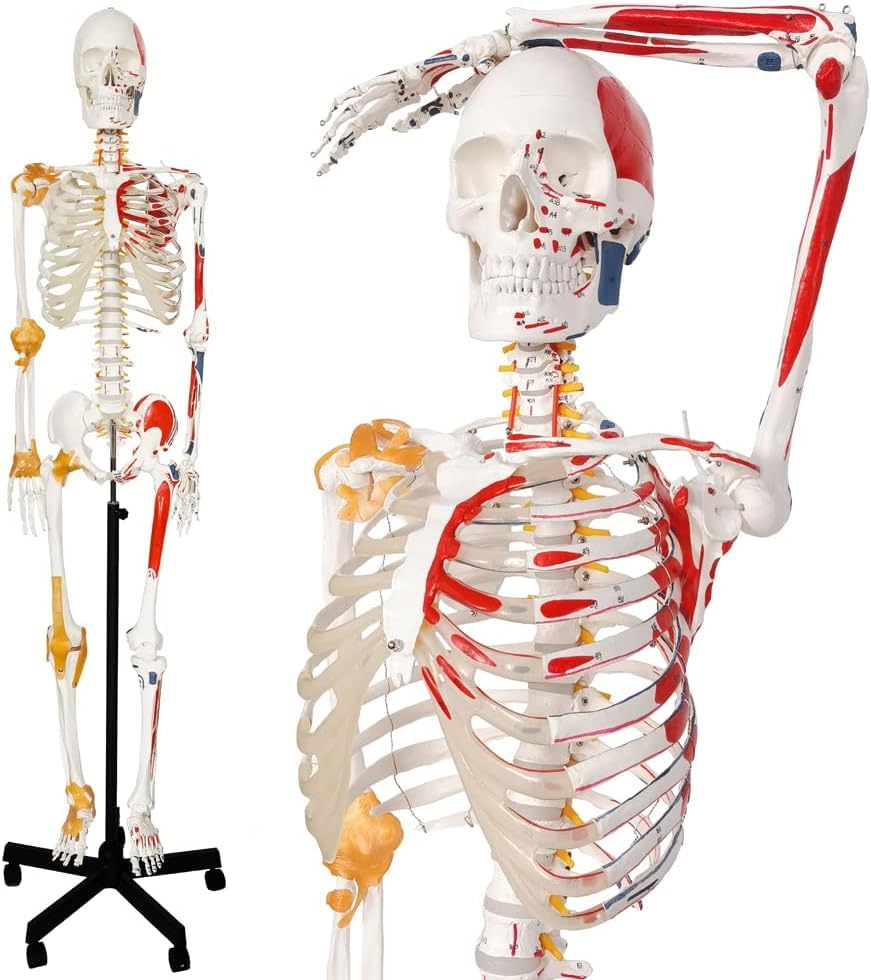 Human Skeleton Model – Life-Size (73 in / 185 cm) with Spinal Nerves, Joint Ligaments & Painted Muscle Origins/Insertions | 3-Part Skull, Rolling 5-Caster Stand | Medical-Grade PVC