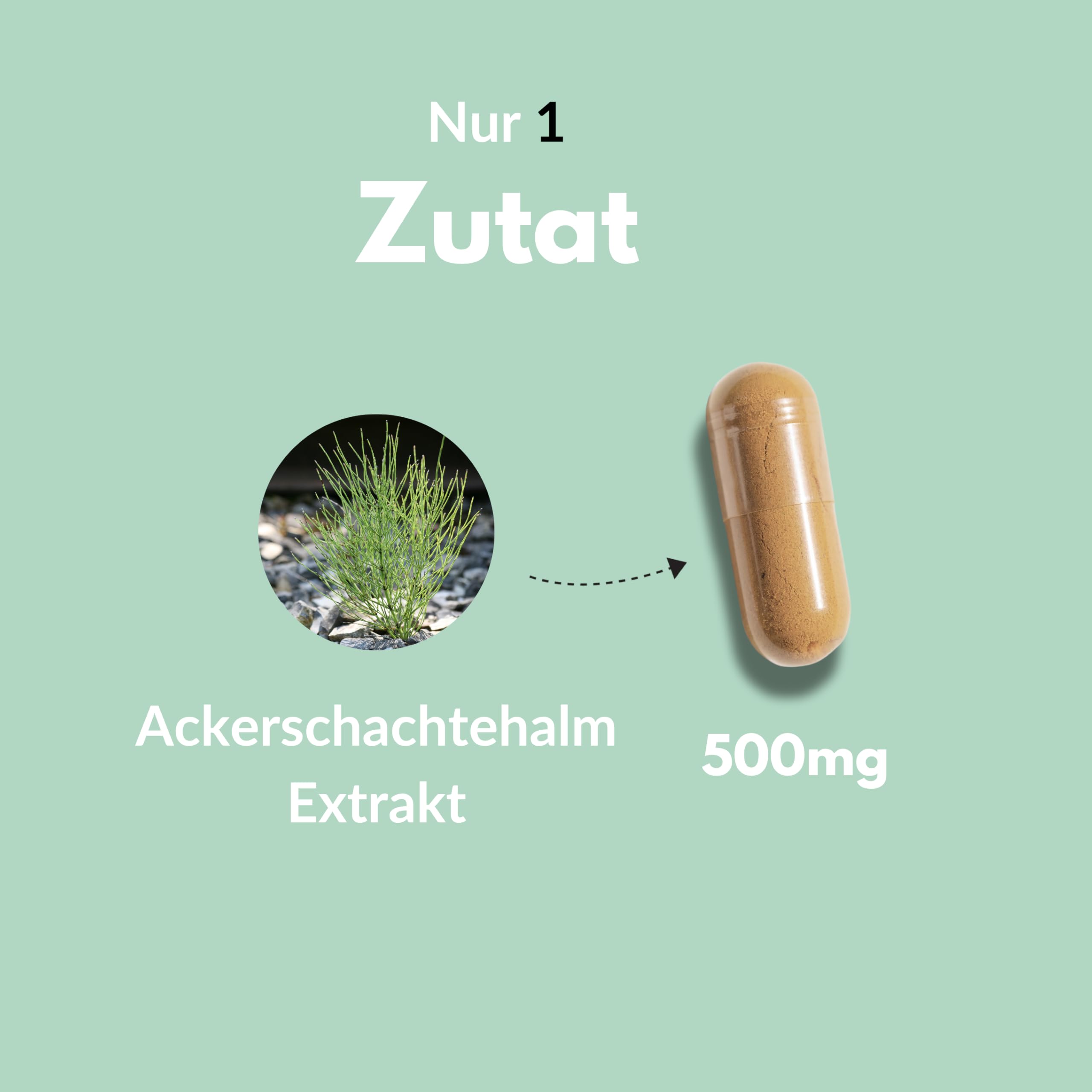 Vitalplant® Ackerschachtelhalm Extrakt 500mg im Braunglas - 120 Kapseln Hochdosiertes Schachtelhalm Extrakt (5:1) mit organischem Silizium - Vegan