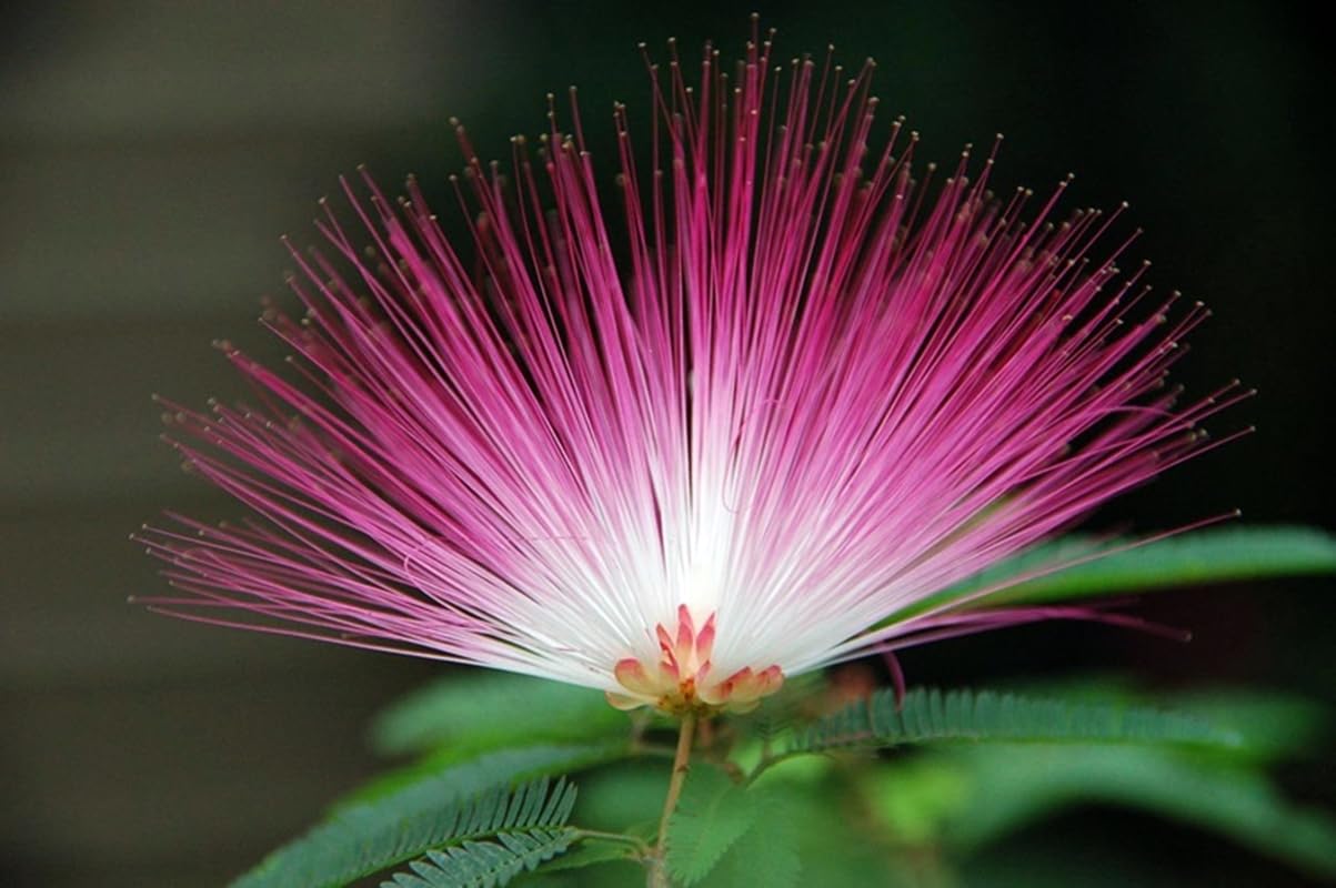 Planta natural Albizia Julibrissim Rosea, 120 cm. Acacia de Constantinopla o árbol de la seda. inflorescencias de color rosa intenso con largos estambres sedosos. Segura Garden