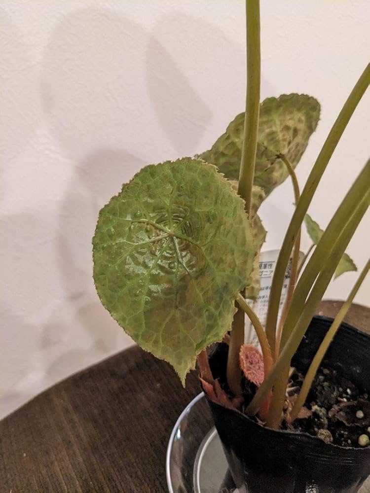 Amazon.co.jp: 大型 根茎性 ベゴニア フートエンシス ポットごと