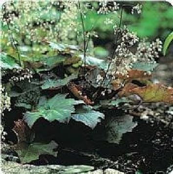 Just Seed - Flower - Heuchera micrantha Palace Purple - 100 Pelleted Seeds