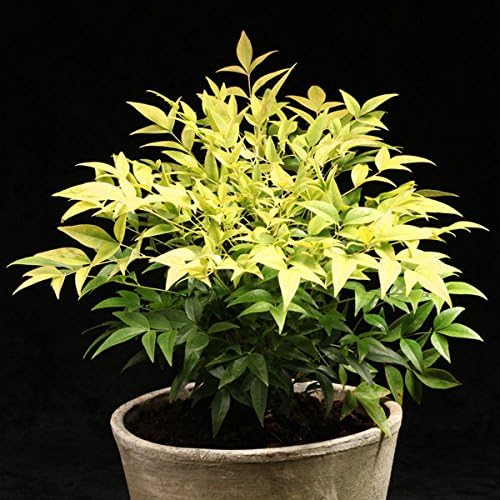 Amazon Co Jp ナンテン 南天 レモンライム7号ポット 世界初のイエローリーフ南天 New Diy 工具 ガーデン