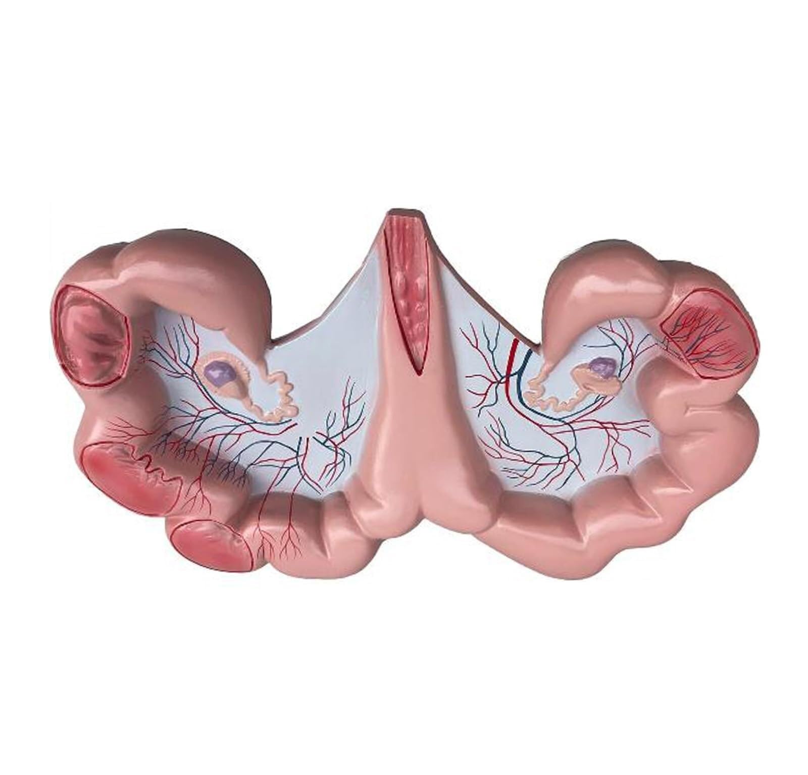 SHCHNA Animal Anatomy Model Teaching Pig Uterus Anatomy Model Animal Reproductive Organ For Physiology Exhibition