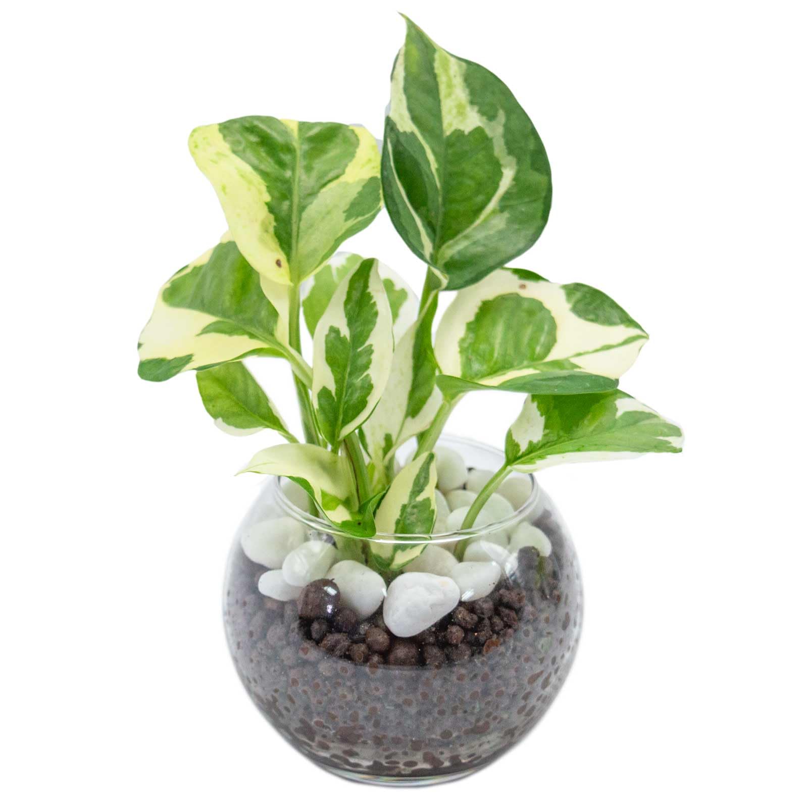 Amazon｜[ miipas ] ポトス ハイドロカルチャー 観葉植物 本物