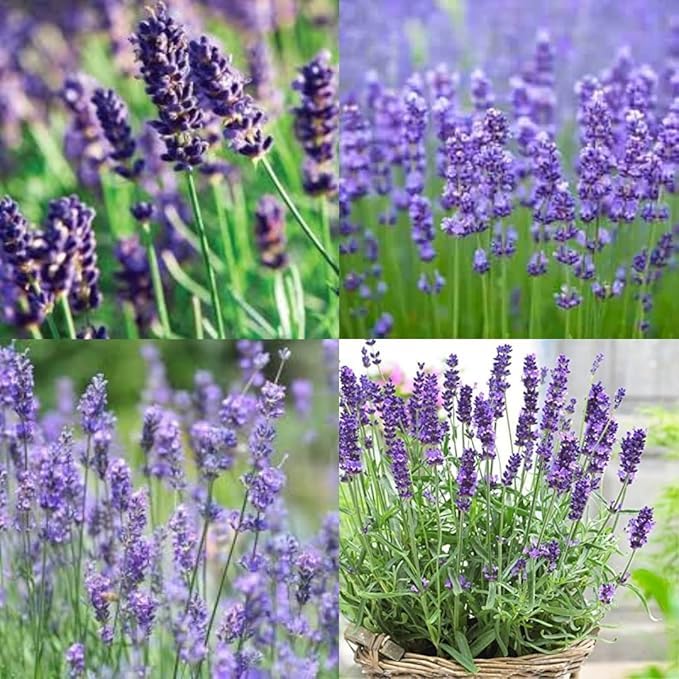 Image of Lavender Flower Seeds Premium Fragrant Herb Seeds for Garden, Pots & Borders - Easy to Grow, Pollinator-Friendly, High Germination (Pack Of 30 Seed)