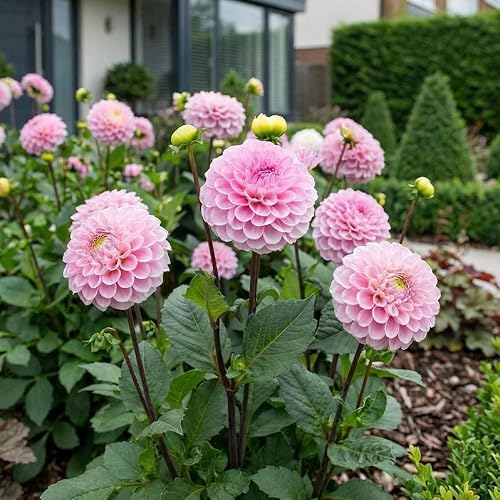 1 x Dahlia Pompon Wizard of Oz Tuber – Soft Pink Ball Shaped Blooms – Summer Flowering Bulb – Perennials – Great for Containers or as Cut Flowers