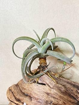 Tillandsia ラティフォリア レウコフィラ② Amazon.co.jp: Frontier Plants現品チランジアラティフォリア