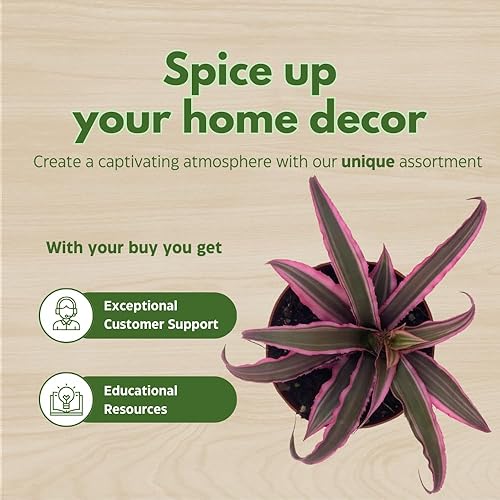 Miniatura 6 de BubbleBlooms Surtido de Cryptanthus bivittatus, juego de bromelia Earth Star, 3 suculentas diferentes