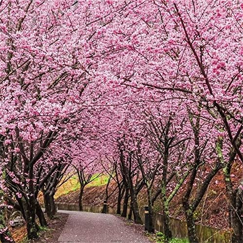 Zcbang Cherry Blossom Tree Seeds Pink Sakura Seeds 20Pcs Seeds #TOP28