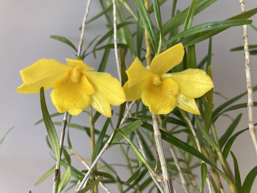 姫竹葉セッコクの中斑飴矢【竹姫】超大株 竹葉セッコクの特大株 姫竹葉セッコクの中斑飴矢【竹