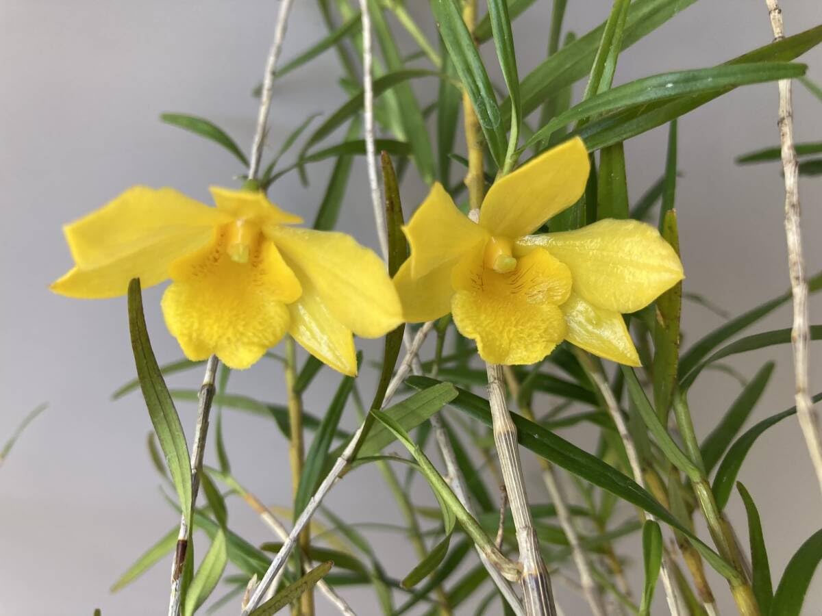 姫竹葉セッコク 2 山野草☆セッコク☆富貴蘭☆セッコク☆デンドロ