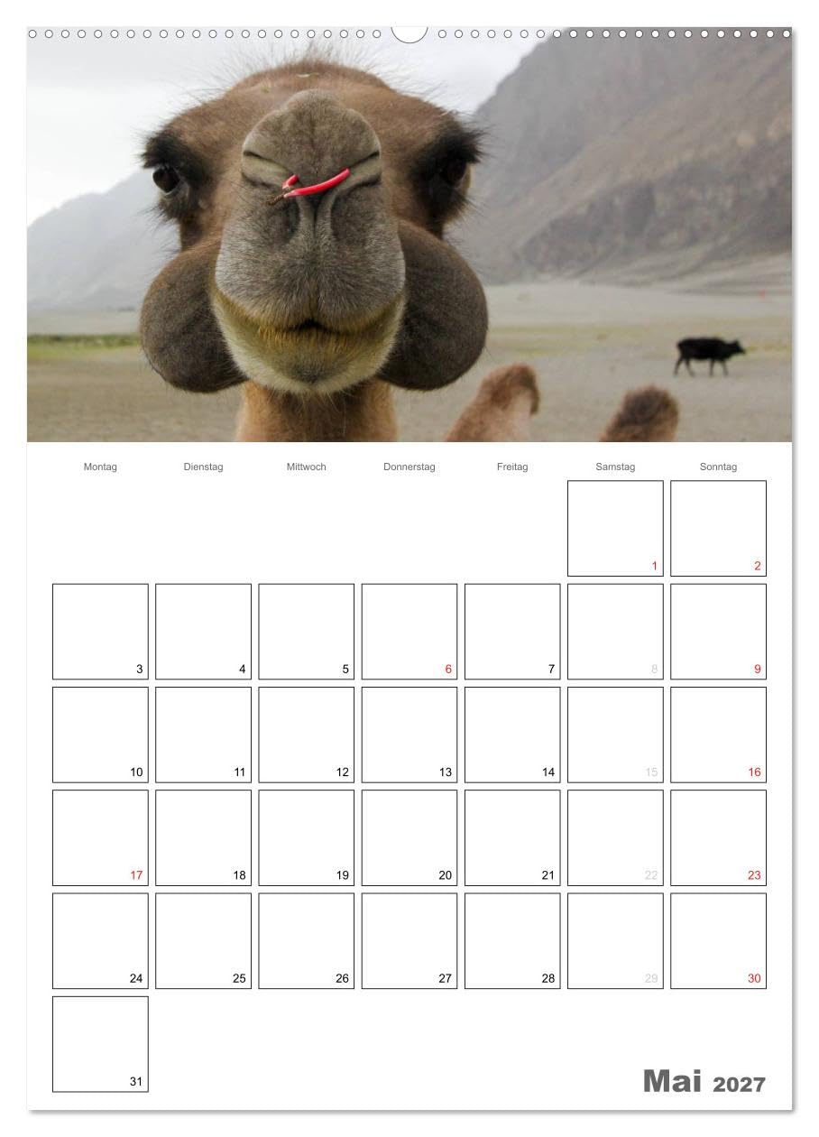 CALVENDO - Kamel Porträt (hochwertiger Premium Wandkalender 2027 DIN A2 hoch), Kunstdruck in Hochglanz: Der etwas andere Tierkalender jetzt als Familienplaner