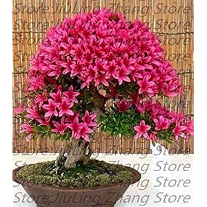 Green Seeds Co. Pianta bonsai giapponese sakura 10pz, fiori bonsai Fiori di ciliegio: 19