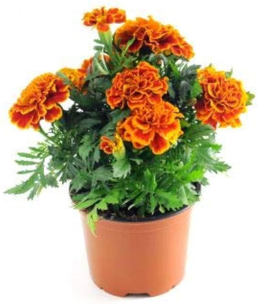 Naturesneh Marigold Jafri Flower All Season Flower Plant With Pot Genda Plant (1Healthy Live Plant With Pot) (B0CLF3SM5C) Amazon Price History, Amazon Price Tracker