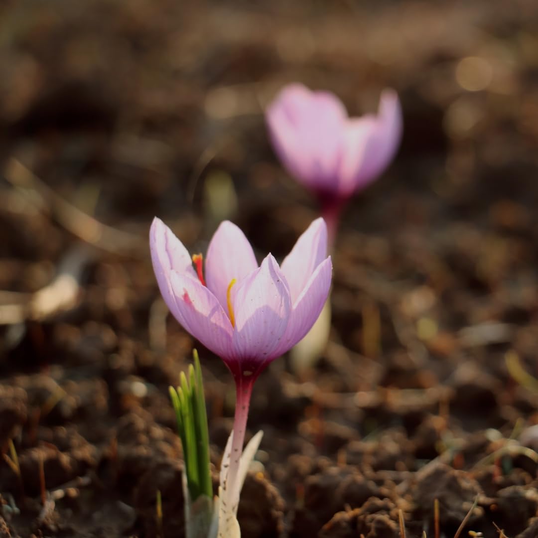M-Tech Gardens Saffron Crocus Flower Plant Kashmiri Saffron Bulb/Kesar/Zafran/Crocus Corm (5 Bulbs Pack) - Image 5 thumbnail