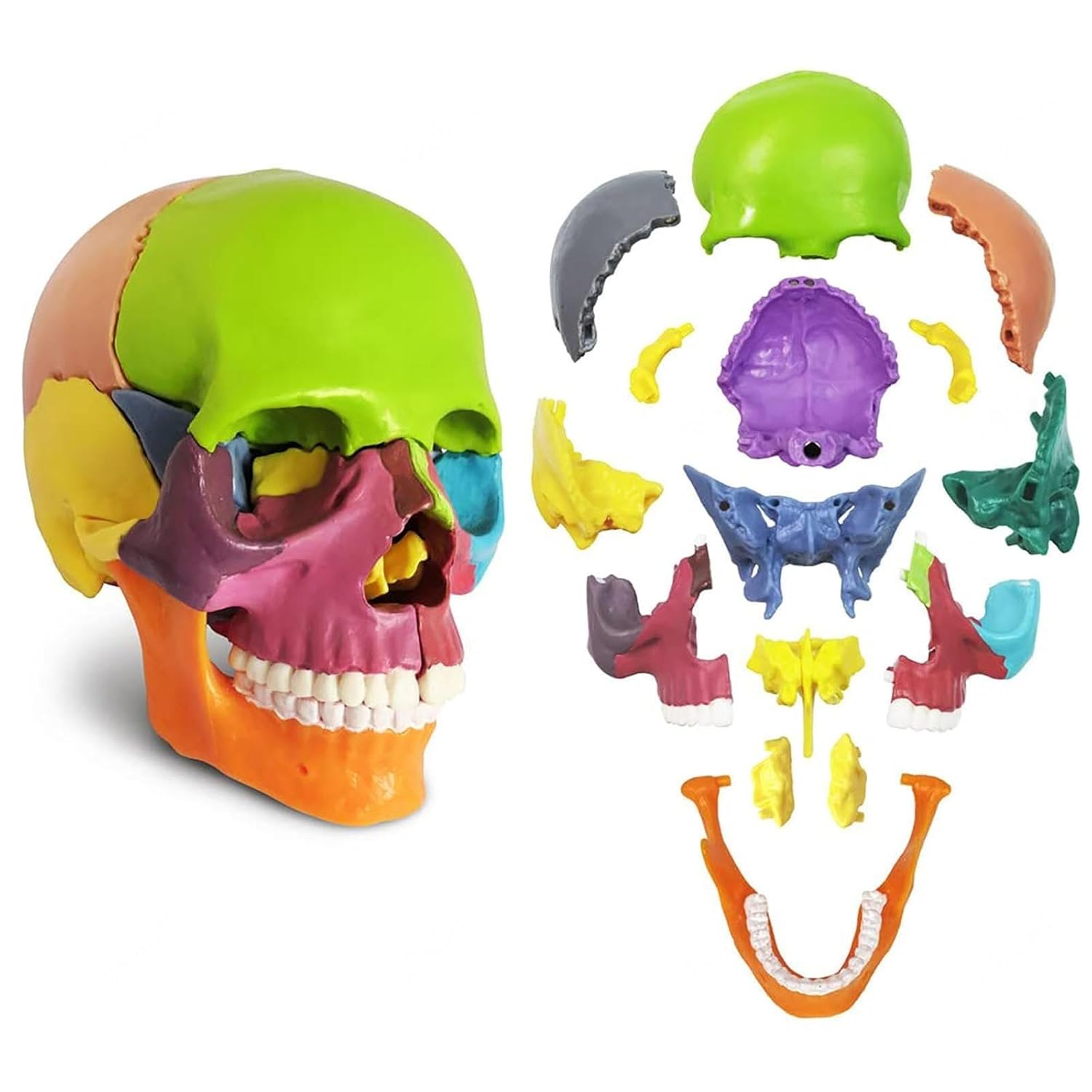 Human Color Medical Skull Model,Human Anatomy Exploded Skull Detachable Palm-Sized Medical Dental Clinic Teaching Equipment，1/2 Anatomy Skull Model 15 Parts