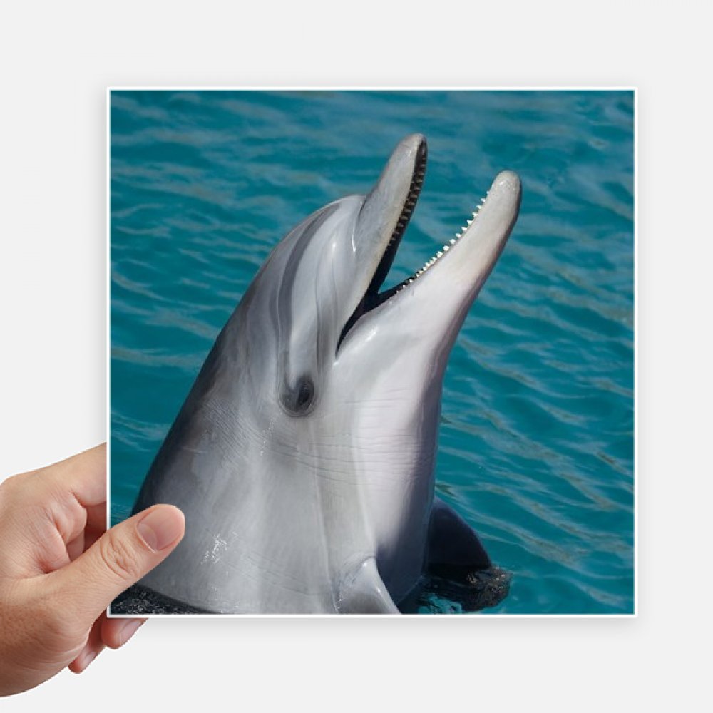 Sticker dauphin océan pour valise et ordinateur portable, grand format 20cm voyage